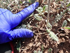 Pedicularis capitata