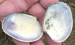 Ruditapes philippinarum