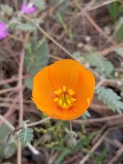 Kallstroemia grandiflora