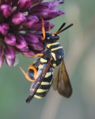 Leucospis gigas