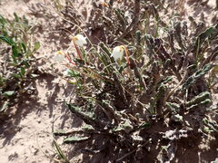 Cassiope tetragona