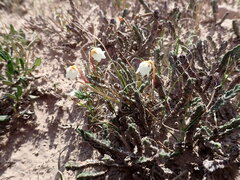 Cassiope tetragona