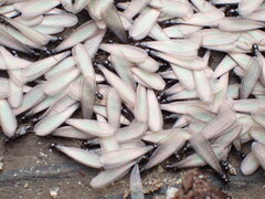 Reticulitermes hesperus