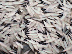 Reticulitermes hesperus