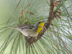 Setophaga pityophila