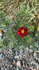 Tagetes patula