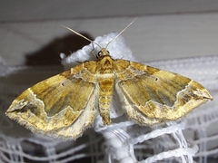Pelurga comitata
