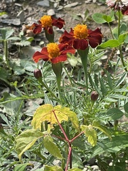 Tagetes patula