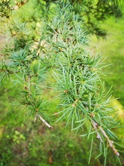 Cedrus libani