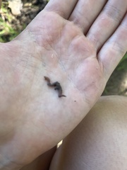 Lumbricus terrestris