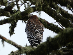 Buteo lineatus elegans