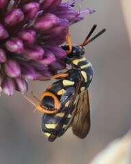 Leucospis gigas