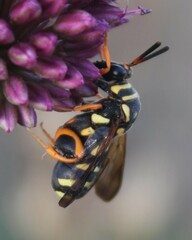 Leucospis gigas