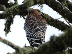Buteo lineatus elegans