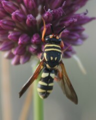 Leucospis gigas