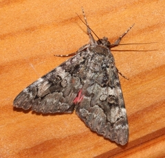 Catocala coniuncta