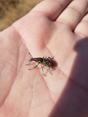 Cyphocleonus achates