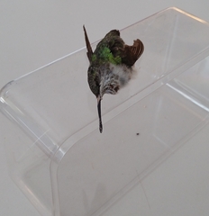 Selasphorus calliope