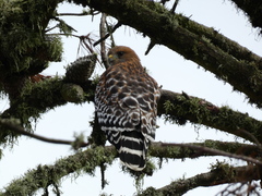 Buteo lineatus elegans