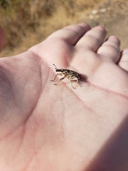 Cyphocleonus achates