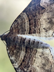 Xanthorhoe