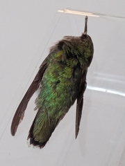 Selasphorus calliope