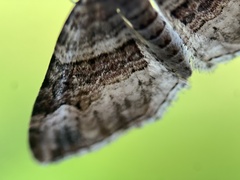 Xanthorhoe