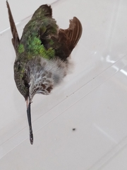 Selasphorus calliope