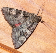 Catocala coniuncta
