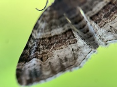 Xanthorhoe