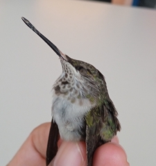 Selasphorus calliope