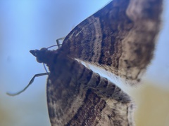 Xanthorhoe