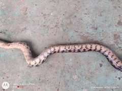 Pituophis deppei