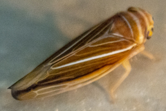 Idiodonus kennicotti