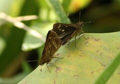 Vehilius celeus