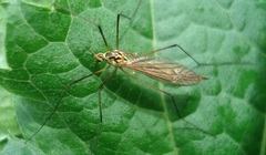 Nephrotoma appendiculata