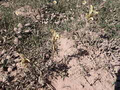 Pedicularis capitata