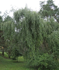 Salix × pendulina