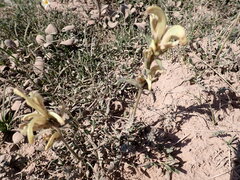 Pedicularis capitata