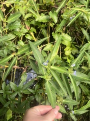 Commelina virginica