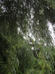 Salix × pendulina