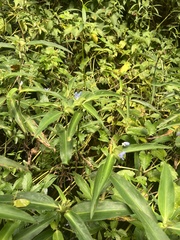 Commelina virginica