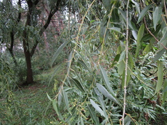Salix × pendulina