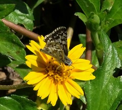 Burnsius communis