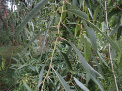Salix × pendulina