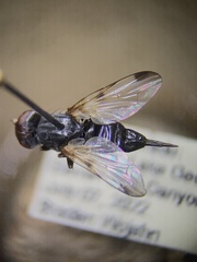 Otites
