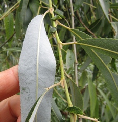 Salix × pendulina