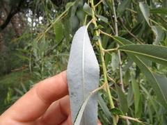 Salix × pendulina