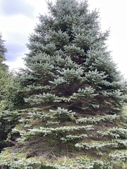 Picea pungens