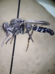 Cyrtopogon